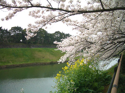 20080330_3sakura3