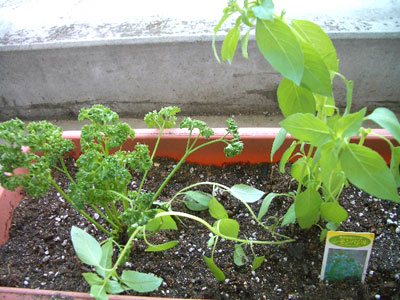 20080802_beranda4