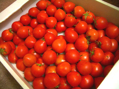 20090602_nangokutosa_tomato