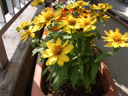 20091028_zinnia1