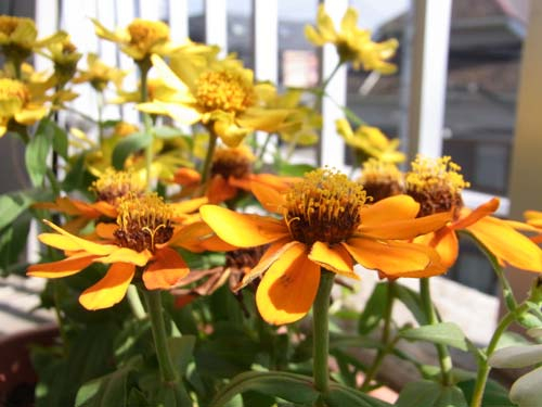 20091028_zinnia5