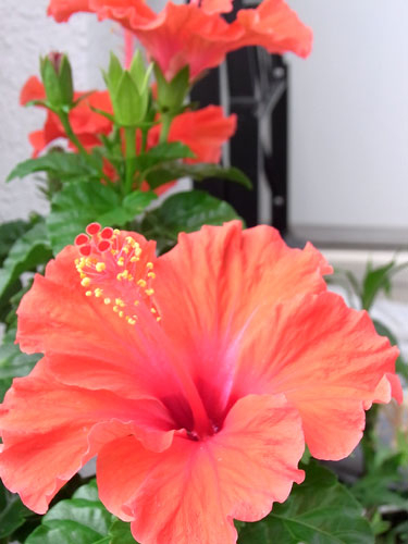 20100705_hibiscus