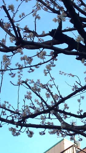 20110324_sakura