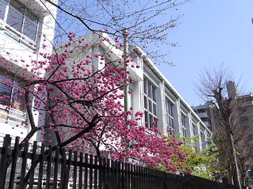 20110331_sakura1