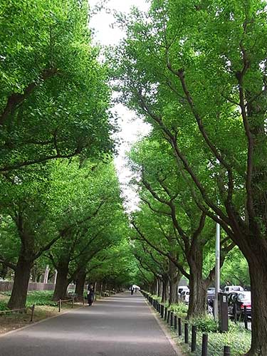 20130425_gaien1