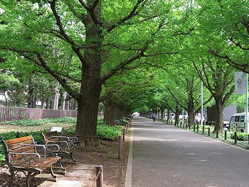 20130425_gaien2